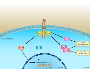 growth-hormone-signaling-pathway
