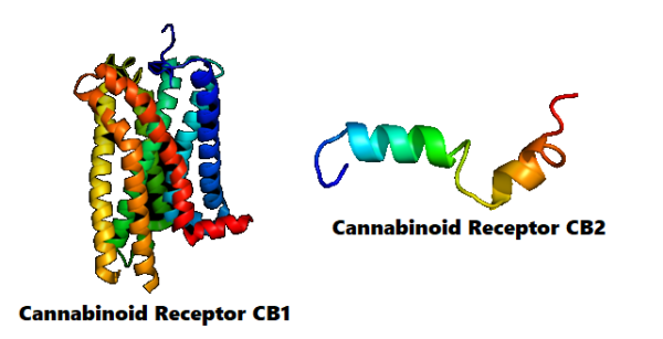 Cannabinoid_CB1_Receptor